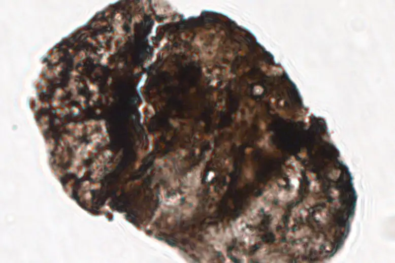 A vizsgálatban elemzett minták egyikéből származó Alisporites pollenszem

Feng Lui 